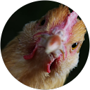 Darby McHugh profile picture